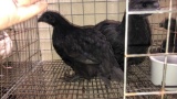 Pair Ayam Cemanis