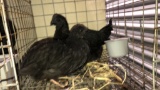 Pair Ayam Cemanis