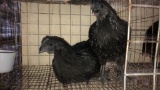 2 Cemani Cross