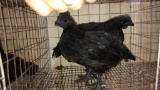 2 Cemani Cross