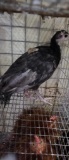 Spanish Hen Turkey
