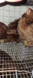 Trio Young Frizzles