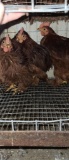 3 Young Frizzle Roosters