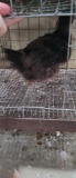 1 Ayam Cemani Hen