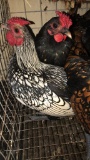 5 Bantams - 4 Hens & 1 Rooster