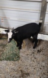 Black & White Pygmy Nanny - 6 Mos Old