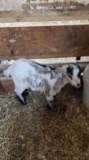 Brown & White Pygmy Billy