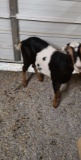 Tri Color Brd Lamancha Nanny - Yearling
