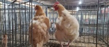 2 Buff Orpington Hens