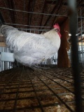 Lavender Orpington Rooster