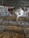 Lavender Orpington Rooster