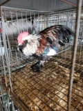 Salmon Faverolle Bantam Rooster