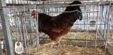 Easter Egger Rooster