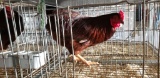 Easter Egger Rooster