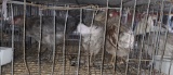 3 Easter Egger Hens - 1 Yr Old
