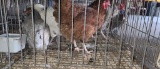3 Easter Egger Hens - 1 Yr Old