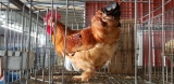 1 Red Giant Rooster