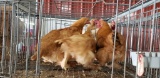 3 Red Giant Hens