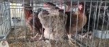 3 Easter Egger Hens - 1 Yr Old