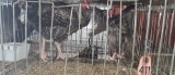 Pair Barred Rocks - 1 Yr Old
