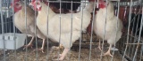 4 Hens - 1 Yr Old