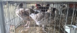 2 Easter Egger Hens - 1 Yr Old