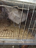 1 Lavender Orpington Rooster