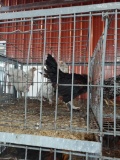 1 Black Copper Maran Rooster