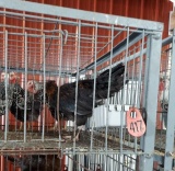 1 Black Copper Maran Rooster