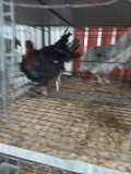 1 Black Copper Maran Rooster