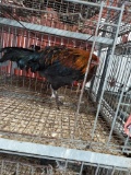 1 Black Copper Maran Rooster
