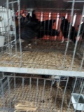 1 Black Copper Maran Rooster