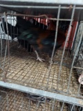 1 Olive Egger Rooster