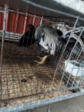 1 Silver Laced Wyandotte Rooster