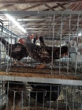 3 Silver Laced Wyandotte Hens - 1 Yr Old