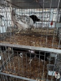1 Olive Egger Hen