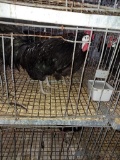 Pair White Faced Black Spanish
