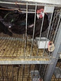 Trio White Faced Black Spanish