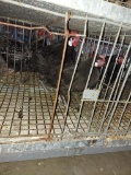 Pair White Faced Black Spanish - Spring 2021 Hatch