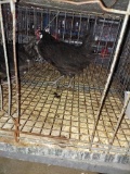 Pair White Faced Black Spanish - Spring 2021 Hatch