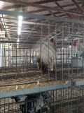 2 Appenzeller Spitzhauben - Spring Hatch - Unsexed