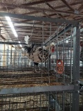 Appenzeller Spitzhauben Rooster