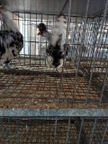 Pair Appenzeller Spitzhauben