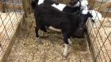 Black & White Dairy Cross Nanny