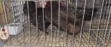 2 Black Hens