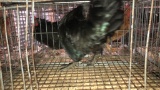 Ayam Cemani Rooster