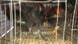 3 Mixed Roosters