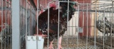 Speckled Sussex Rooster