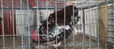 English Orpington Rooster