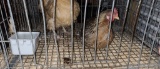 2 Laying Hens